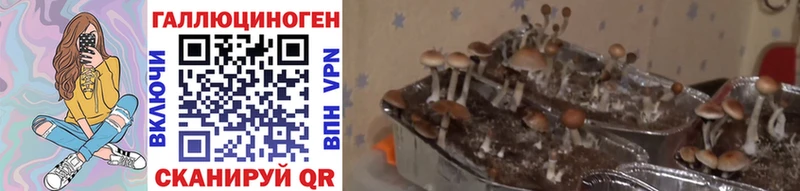 Галлюциногенные грибы Magic Shrooms  Купить закладки  Тара 